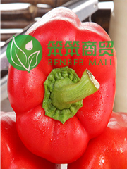 新鲜彩椒