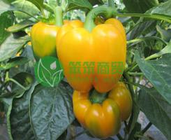 黄彩椒