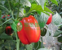 红彩椒