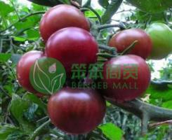Black Beauty Tomatoes